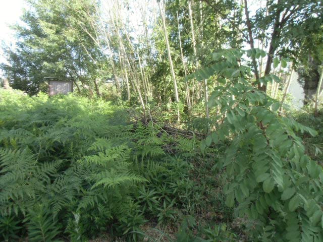 漆の木と雑草が繁茂