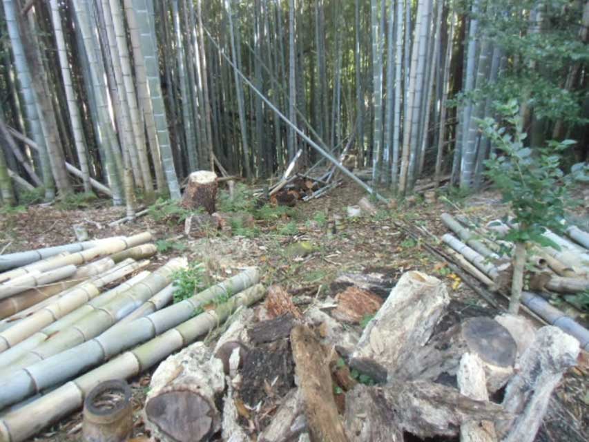 主郭広場南東方向の作業前の状況