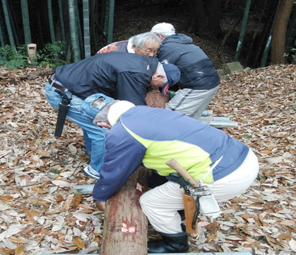 孟宗竹をコロにして伐採木材を土橋に運ぶ