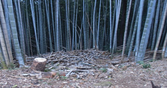 伐採した竹を集めて整理